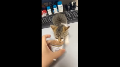 Adorable cats causing mischief: Guaranteed laughs with these funny videos