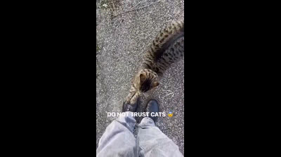 Furry adventures: The funniest cat videos in the world