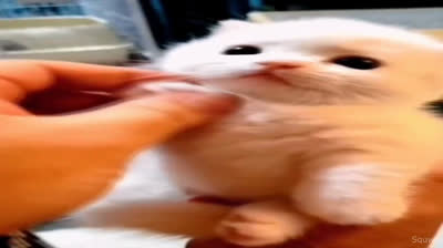 Feline laughter therapy: Funny videos that will make you forget stress