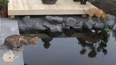 Pranks on four paws: Funny videos that will make you laugh