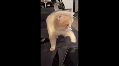 Contagious laughter: Compilation of mischievous funny cat videos