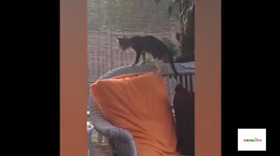 The art of being a cat: Compilation of funny videos that will make you love cats