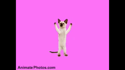 Hairy fun: The most entertaining funny cat videos of the moment