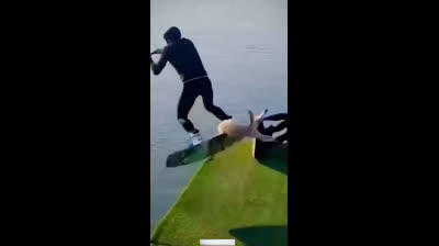 Feline comedic moments: Funny videos that will make you smile