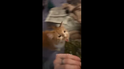 Cat laughter: The funniest cat videos on the internet