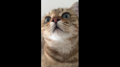 Get ready to laugh until you drop! Compilation of playful funny cat videos