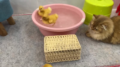 Furry pranks: The most adorable and funny cat videos