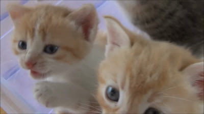 Guaranteed laughs: The best funny cat videos