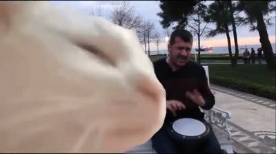 Compilation of funny cat videos: Get ready to laugh!