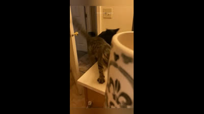 Hilarious moments: Laughs with funny cat videos