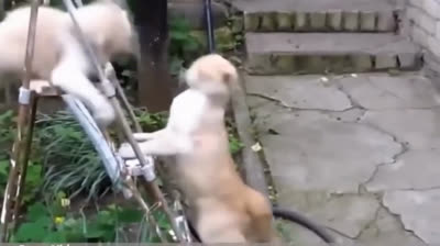 Guaranteed laughter: The funniest cat videos