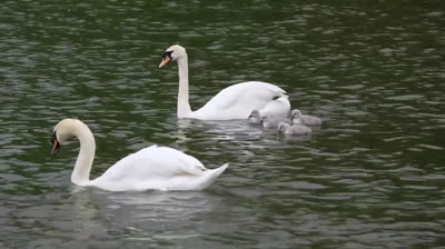 Serenidad Salvaje: Videos de Relajación en la Naturaleza Virgen