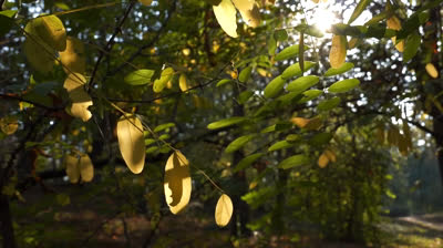 Susurros del Bosque: Videos Relajantes para Liberar Tensiones