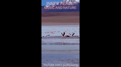 Libertad Natural: Videos Relajantes para Sintonizar con el Universo