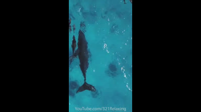 Sinfonía Silvestre: Videos de Relajación en la Naturaleza