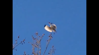 Camino hacia la Tranquilidad: Videos Relajantes en la Naturaleza