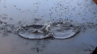 Renacimiento Silvestre: Videos de Relajación para Renovar la Vida