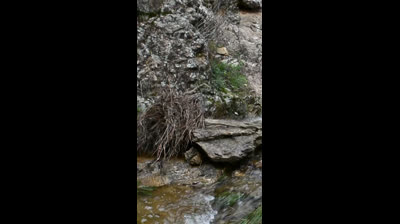 Renacimiento en la Naturaleza: Videos Relajantes para Renovar la Esperanza