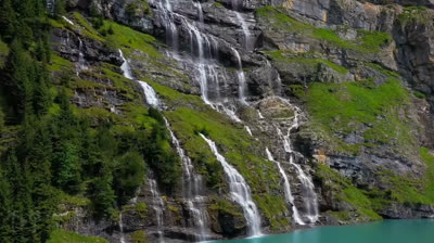 Armonía entre Árboles: Videos de Relajación en la Naturaleza