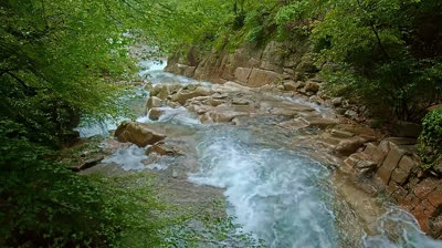 Belleza Natural: Videos Relajantes para Calmar la Mente