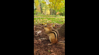 Paisajes Serenos: Videos Relajantes para Meditar