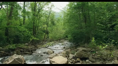 Amanecer en la Naturaleza: Videos Relajantes para Iniciar el Día