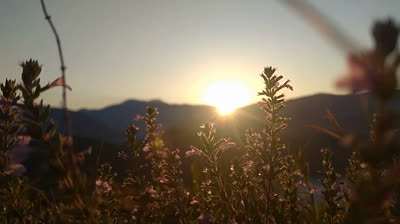 Quietud Salvaje: Videos Relajantes para Reconectar con lo Esencial