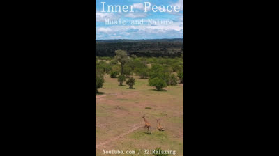 Magia entre Plantas: Videos de Relajación en Jardines Naturales