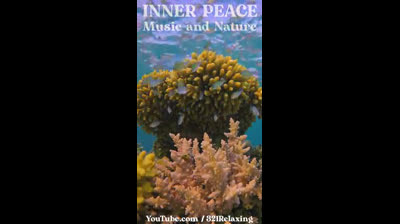 Travesía Tranquila: Videos de Relajación en Entornos Naturales