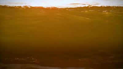 Susurros de la Selva: Videos Relajantes para Encontrar la Paz Interior