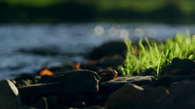 Belleza en Reposo: Videos Relajantes para Admirar la Naturaleza