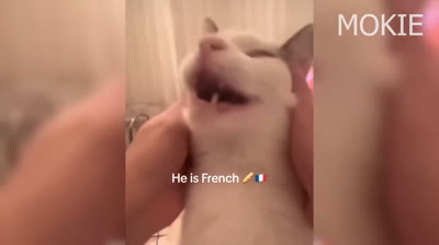 ¡Prepárate para morir de risa! Si te ries pierdes - Videos de risa contagiosa