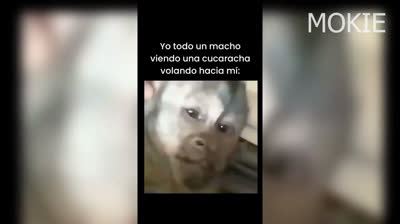 ¡No podrás contener la risa! Si te ries pierdes - Risas aseguradas aquí