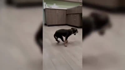 Desafío extremo: Si te ries pierdes - Risas garantizadas con esta colección