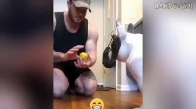 Desafío irresistible: Si te ries pierdes - Risas contagiosas con estos videos