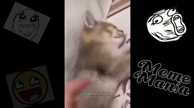 Desafío de humor: Si te ries pierdes - Risas aseguradas con estos videos