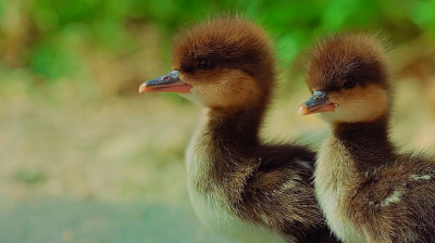 El reto delos patitos