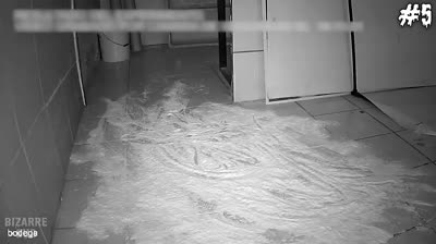 Videos de Miedo: La Trampa de la Locura