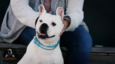 Escenas de Horror: Videos Reales de Miedo