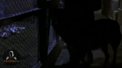 Enfrentando el Miedo: Videos de Terror en Acción