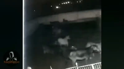 Encuentros Nocturnos: Videos de Terror en la Noche