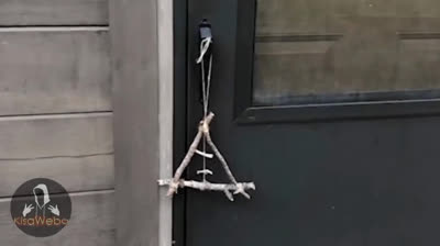 Horrores Inesperados: Videos de Terror en Directo