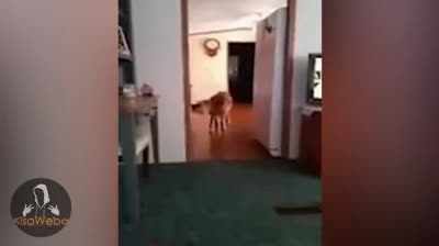 Siniestras Grabaciones: Videos de Miedo Reales