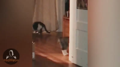 Sombras del Pasado: Videos de Terror Auténticos