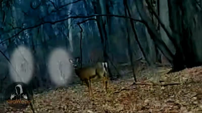 Visiones del Horror: Videos de Miedo en la Oscuridad