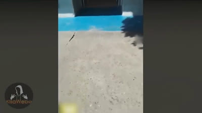 Pesadillas Reveladas: Videos de Terror en Directo