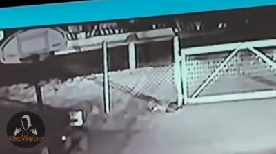 Encuentros Inesperados: Videos de Miedo Auténticos