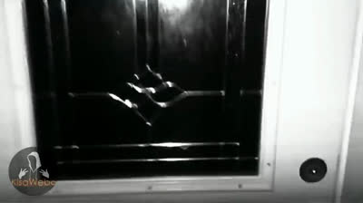 Criaturas de la Noche: Videos de Miedo Reales