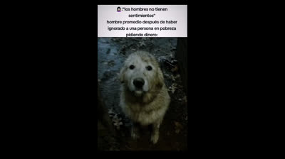 Perro triste