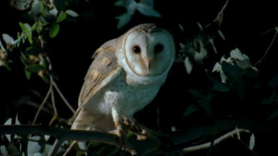 El universo según Stephen Hawking, El significado de la vida